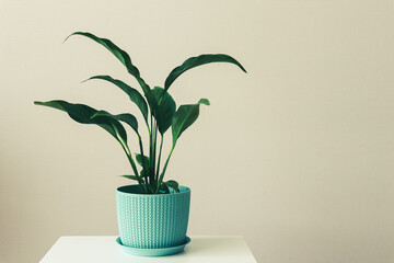Indoor plant Spathiphyllum in a blue patterned flowerpot stands on a white pedestal against a wall background