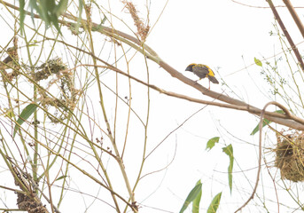 Asian golden weaver