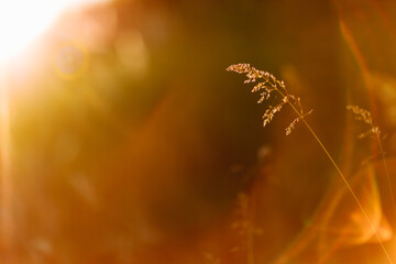 Obraz premium Selective soft focus of dry grass, reeds, stalks blowing in the wind at golden sunset light, horizontal, blurred hills on background, copy space. Nature, summer, grass concept