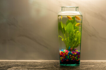 Ornamental fish and colofful of gravel.