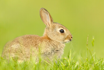 Cute little rabbit sitting in grass in spring
