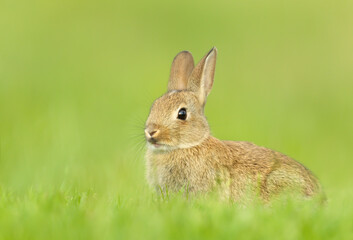 Cute little rabbit sitting in grass in spring
