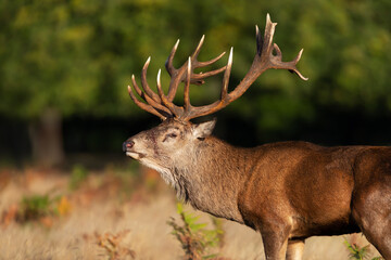 Portrait of an injured red deer stag