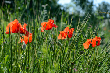 red poppies with selective focus in green field with blurred background