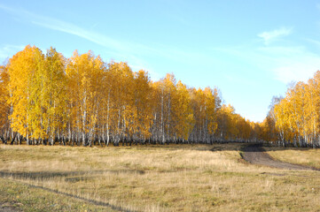View of the autumn yellow birch grove with a field road going into the distance.