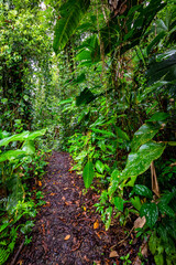 Panama Rainforest. Exotic Landscape. Natural Tropical Forest Atmosphere. Central America. 