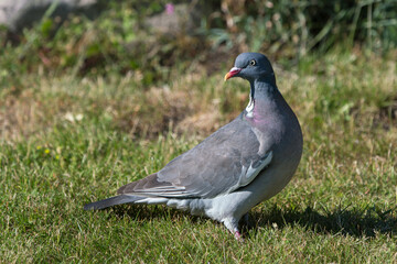 Side view of common wood pigeon on a lawn looking back over its shoulder 