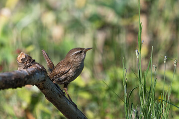 Side view of eurasian wren sitting on a branch with vegetation in the background