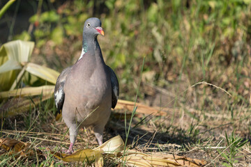 Front view of common wood pigeon on the ground looking at the viewer 