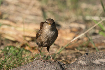 Front view of eurasian wren sitting on the ground looking at the viewer in evening light