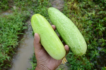 closeup the pair of green ripe cucumber hold hand over out of focus green brown background.