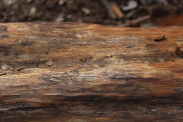 Sunlit old textured tree trunk in various shades of brown