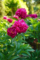 Fototapeta premium Peony flower on a spring green background - soft focus