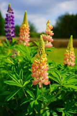 Lupinus polyphyllus - Blooming Lupine flowers - garden or fodder plant 