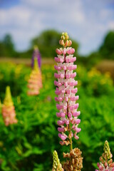 Lupinus polyphyllus - Blooming Lupine flowers - garden or fodder plant 
