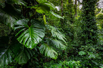Panama Rainforest. Exotic Landscape. Natural Tropical Forest Atmosphere. Central America.  - obrazy, fototapety, plakaty