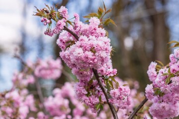 Obraz premium Beautiful cherry blossoms blooming in Truskavets, Ukraine.