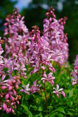 Dictamnus albush - Bus of Moses, the burning bush 