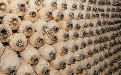 Indian Oyster, Phoenix Mushroom is cultivation in organic farms. Fresh mushroom.
