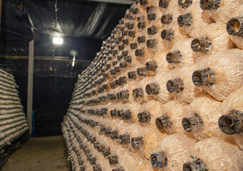 Indian Oyster, Phoenix Mushroom is cultivation in organic farms. Fresh mushroom.
