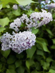 Lilac flowers blooming syringa tree flowering woody plant 