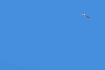 Blue sky with a flying gull