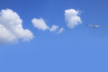 Blue sky with fluffy clouds and a flying gull