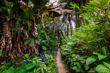 Panama Rainforest. Exotic Landscape. Natural Tropical Forest Atmosphere. Central America. 