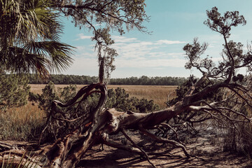 Wormsloe Savannah, USA