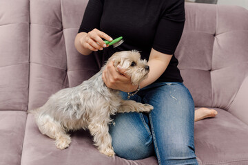 Young woman in jeans and black T-shirt sits on pink sofa and combs Yorkshire Terrier dog. Home life. Beauty and health. Pet care.