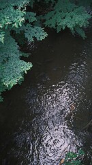 fish in the river surrounded by trees