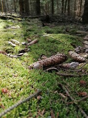 Moss On The Tree