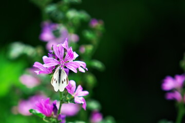 花と蝶の夏景色
