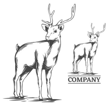 Deer illustration in hand drawn style, vector file, color is easy to edit