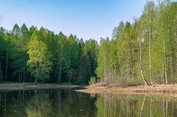 Spring morning landscape of the river bank with forest, blue sky, reflection, in calm water.