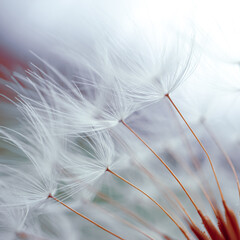 romantic dandelion flower in springtime, macro dandelion seed