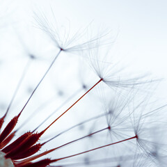 romantic dandelion flower in springtime, macro dandelion seed