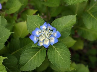 blue beetle on a flower
