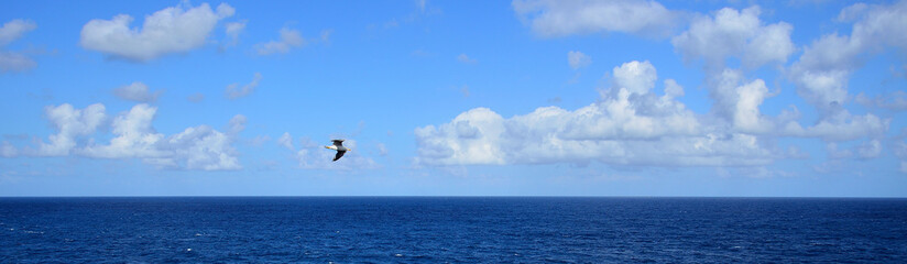 Fototapeta na wymiar Panoramic between the sea and the blue sky, cloud with animal shape and seagull flying 