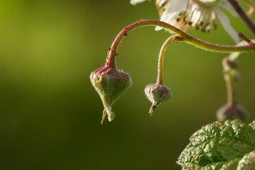 Some flower buds of a blackberry or brambleberry bush (Rubus fruticosus), parts of a blossom and...