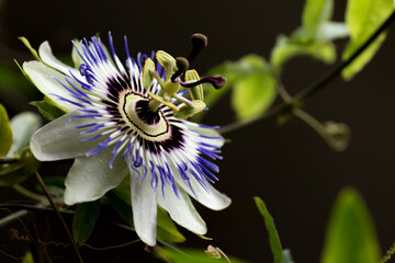 Open blossom of a passion fruit plant (Passiflora edulis) in close-up against a dark background