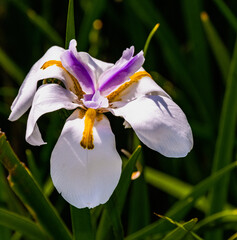  yellow purple iris flower close up
