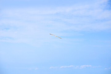 Fototapeta premium Blue sky with veil clouds and a flying gull