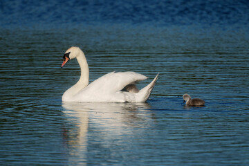 Mute swan, Cygnus olor,