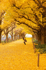 神宮外苑　黄色く染まる銀杏並木