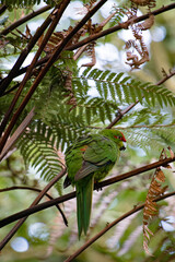 Kakariki, or New Zealand Red Crowned Parakeet