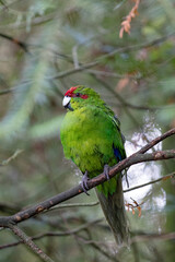 Kakariki, or New Zealand Red Crowned Parakeet