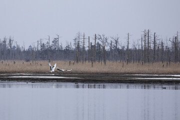 根室早春のタンチョウ