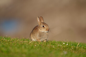 Rabbit, Oryctolagus cuniculus