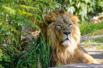 Löwe chillt